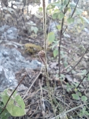 Acourtia tenoriensis