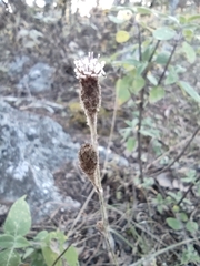 Acourtia tenoriensis