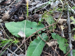 Acourtia tenoriensis