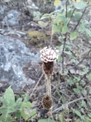 Acourtia tenoriensis