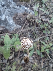 Acourtia tenoriensis