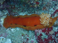 Hexabranchus