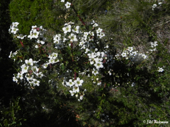 Escallonia virgata