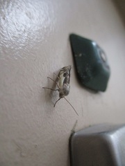 Tarache augustipennis