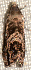 Grapholita prunivora