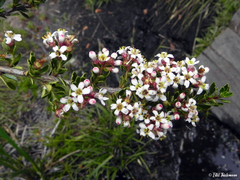 Escallonia virgata