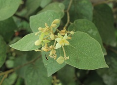 Capparicordis crotonoides