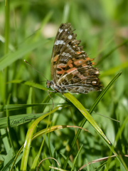 Vanessa braziliensis