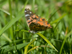 Vanessa braziliensis