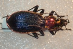 Carabus arcadicus