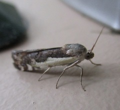 Tarache augustipennis