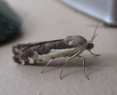Tarache augustipennis