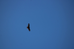 Buteo buteo insularum