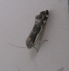 Tarache augustipennis