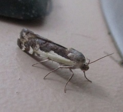 Tarache augustipennis