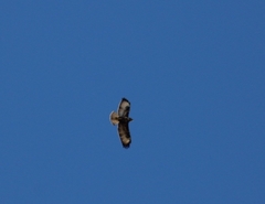 Buteo buteo insularum