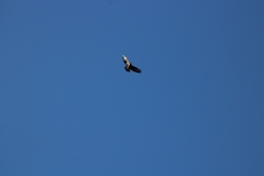 Buteo buteo insularum