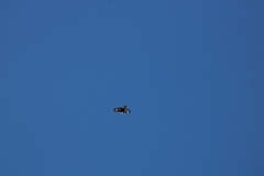 Buteo buteo insularum