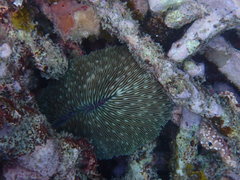 Lobactis scutaria