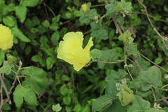 Gossypium barbadense