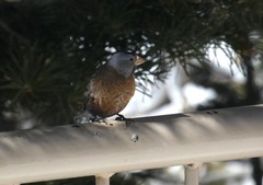 Leucosticte tephrocotis littoralis