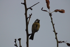 Cyanistes teneriffae teneriffae