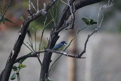Cyanistes teneriffae teneriffae