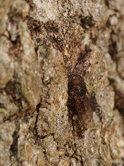 Polleniidae