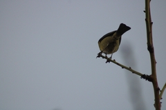 Cyanistes teneriffae teneriffae