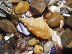 Phycothais reticulata