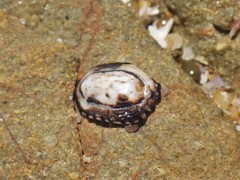 Patelloida latistrigata