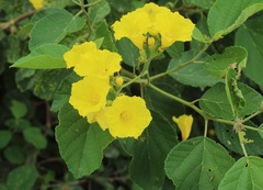 Cordia lutea