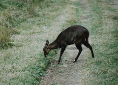 Tragelaphus sylvaticus meneliki