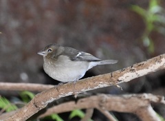 Fringilla coelebs ombriosa