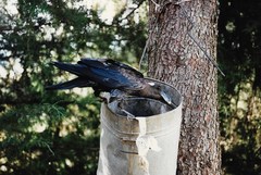 Corvus crassirostris