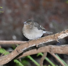 Fringilla coelebs ombriosa