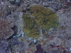 Echinopora hirsutissima