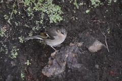 Fringilla coelebs ombriosa