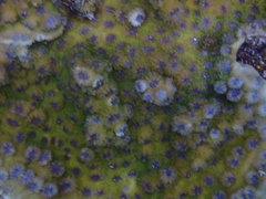 Echinopora hirsutissima