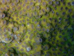 Echinopora hirsutissima