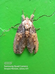 Lepidoptera