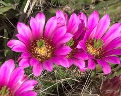 Echinocereus berlandieri