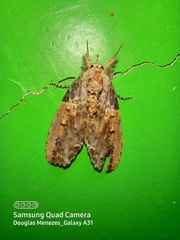 Lepidoptera
