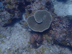 Acropora branchi