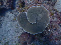 Acropora branchi