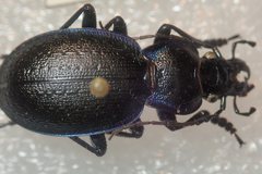 Carabus lusitanicus