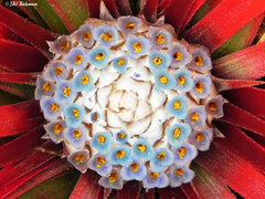 Fascicularia bicolor