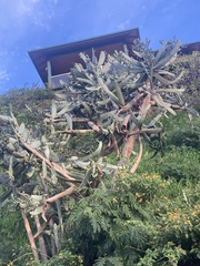 Consolea moniliformis