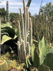 Lophocereus
