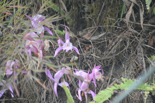 Pleione praecox, photograph 3